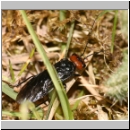 Acantholyda erythrocephala - Gespinstblattwespe 01 10mm.jpg